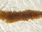 Kombu royale en feuilles, 50g